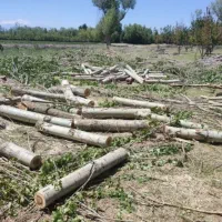 خرید چوب به قیمت روز|خدمات باغبانی و درختکاری|زنجان, |دیوار