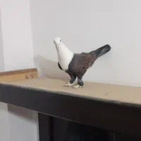 کلاغ کربلایی|پرنده|مشهد, کوشش|دیوار