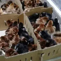 جوجه گلپایگانی|حیوانات مزرعه|قائمشهر, |دیوار