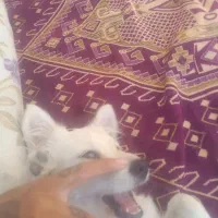 سگ پامر و اشپیتز|سگ|شیراز, مسلم|دیوار