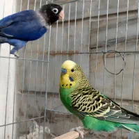 عروس هلندی .طوطی برزیلی ابی .مرغ عشق سبز|پرنده|نسیمشهر, |دیوار