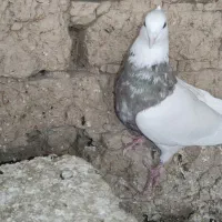 طوقی|پرنده|ریگ, |دیوار