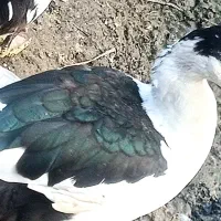 اردک روسی ارگانیک|حیوانات مزرعه|سرخرود, |دیوار