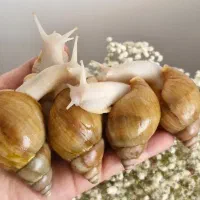 حلزون پیش مولد و مولد و جوجه