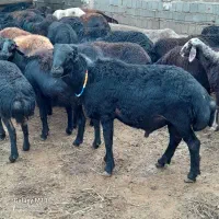 میش ابستن