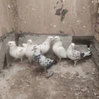 کفتر پرشی|پرنده|تهران, مجیدآباد|دیوار