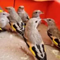 جوجه سهره رسمی بروجرد قناری