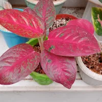 اولی رد استار خاص تمرین اگلونما قیمت ۳۸۰ تومن