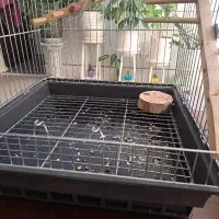 یک عدد طوطی پیدا شده ،