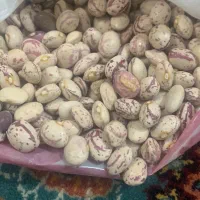 فروش لوبیا چیتی
