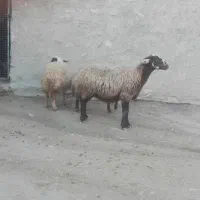 گوسفند|حیوانات مزرعه|معمولان, |دیوار