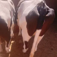 دو تا گاو نر و ماده