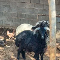 بره چاق