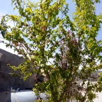 خدمات باغ بابانی کولش باغ پیوند میوه