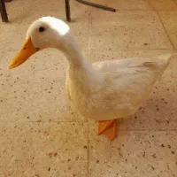 اردک