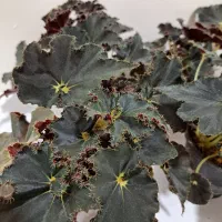 بگونیا بلک حلزونی|گل و گیاه طبیعی|ساری, |دیوار