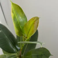 گل فیکوس با گلدان|گل و گیاه طبیعی|قم, انسجام|دیوار