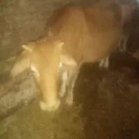 گاو به همراه گوساله|حیوانات مزرعه|تبریز, |دیوار