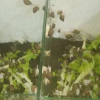 فورش حلزون اچتینا مولد|خزنده|خرمدره, |دیوار