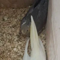 عروس هلندی نر و ماده جوجه و بالغ