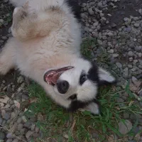 هاسکی ۴ماهه ماده|سگ|رشت, گیل|دیوار