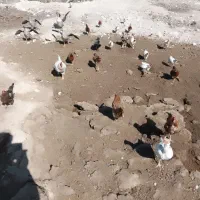 قو غاز خاکستری و انواع مرغ و خروس