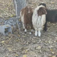 ۳عدد بره|حیوانات مزرعه|ملکشاهی, |دیوار