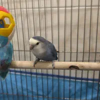 جفت کوتوله کارداده|پرنده|مرودشت, پشت سایپا|دیوار