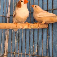 فنچ کینگ