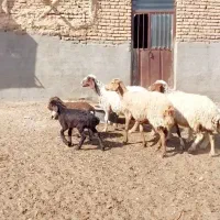 ۴عدد میش زایده|حیوانات مزرعه|ششطراز, |دیوار