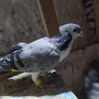 کفتر رنگه هوایی ساده|پرنده|مشهد, پروین اعتصامی|دیوار