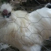 دوعددخروس ابریشمی