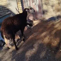 قوچ افشاری اصل نژاد پر خون بشرط|حیوانات مزرعه|شیروان (لرستان), |دیوار