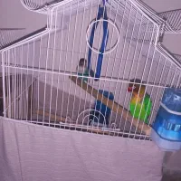 طوطی برزیلی نر و ماده