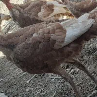 بوقلمون ۵ماه تایک سال