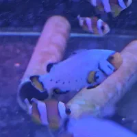 ABSHORماهی دلقک  آب شور|ماهی|تهران, جوادیه تهرانپارس|دیوار