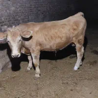 گوساله شاروله و سیمینتال