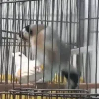 سهره جفت  باغی سر|پرنده|سنندج, |دیوار