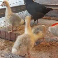 جوجه غاز|حیوانات مزرعه|چابکسر, |دیوار