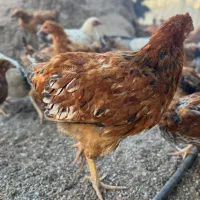 جوجه مرغ و خروس فریک|حیوانات مزرعه|تاکستان, |دیوار