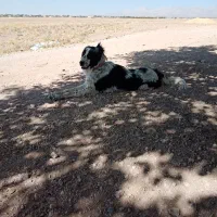 واگذار سگ قدرجونی ماده|سگ|سرچهان, |دیوار