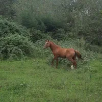 کره پلنگ قشقایی با برگه کشش|اسب و تجهیزات اسب‌سواری|صومعه‌سرا, |دیوار