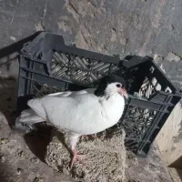 کبوتر جوجه رنگی تازه دونخورشده۳جف شیرازی|پرنده|شوشتر, |دیوار