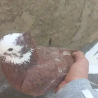 کفتر|پرنده|ماهدشت, |دیوار