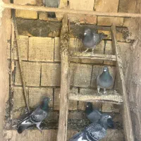 پلاکی کاردرست به شرط