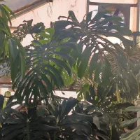 گیاه برگ انجیری|گل و گیاه طبیعی|تهران, شهرک علم و فناوری|دیوار