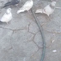 کبوتر|پرنده|آران و بیدگل, |دیوار