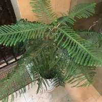 کاج