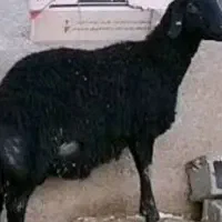 گوسفند وبز