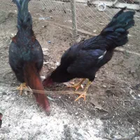 خروس و مرغ  لاری، مرندی، برهما